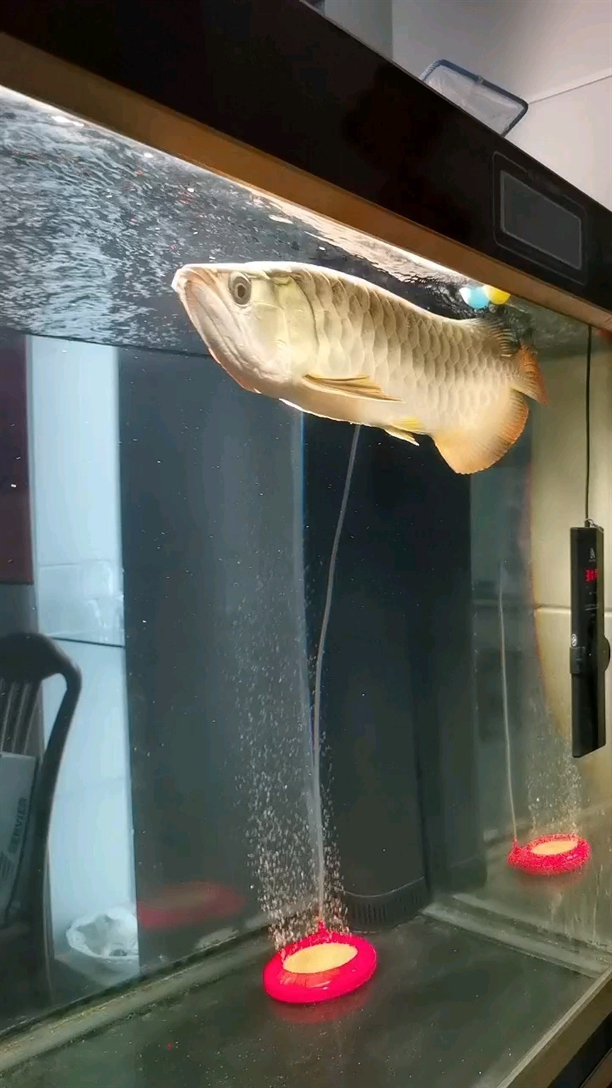 黃光照射