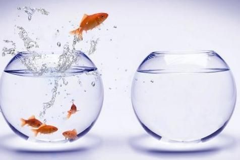 大型魚缸如何搬運：關于大型魚缸搬運的一些方法和注意事項