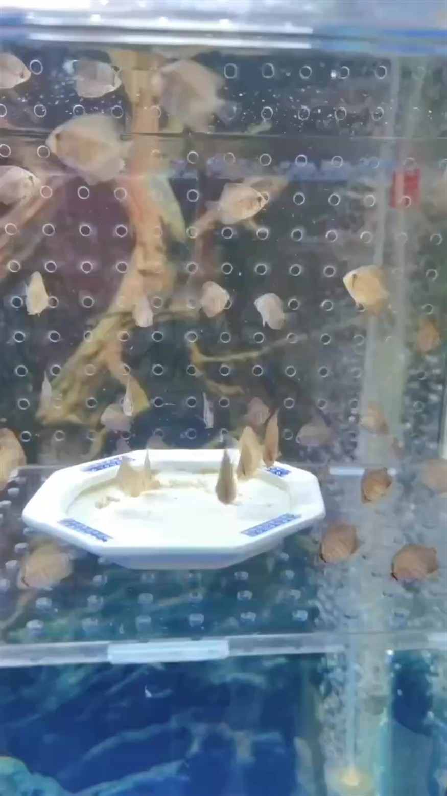 6.20號到9.20號，3個月，2公分到肉身的8-10公分。太能長了[ciya][ciya][ciya]
