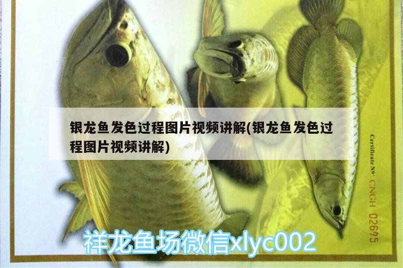 銀龍魚發(fā)色過程圖片視頻講解(銀龍魚發(fā)色過程圖片視頻講解)