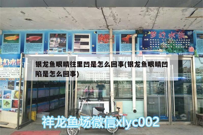 銀龍魚眼睛往里凹是怎么回事(銀龍魚眼睛凹陷是怎么回事)