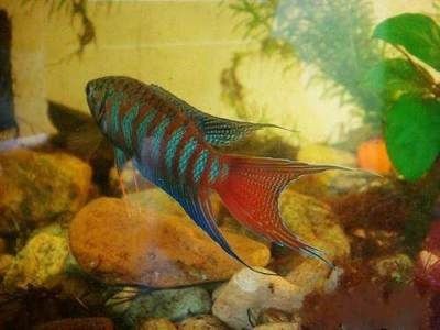 市場上常見的觀賞魚類：市場上常見的觀賞魚類介紹