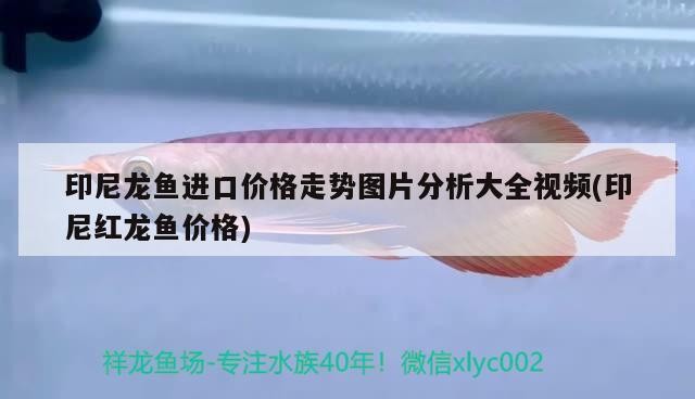 印尼龍魚進口價格走勢圖片分析大全視頻(印尼紅龍魚價格)