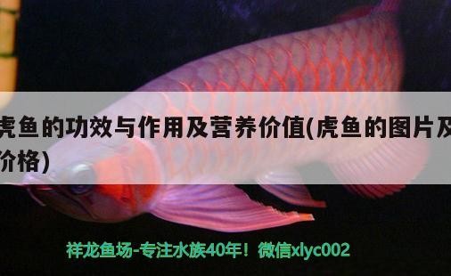 虎魚的功效與作用及營養(yǎng)價(jià)值(虎魚的圖片及價(jià)格)