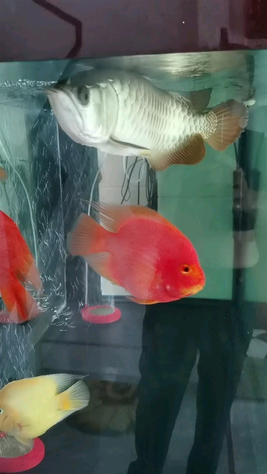 這個是自然光拍的，1周年了。 這個是自然光拍的，1周年了。 龍魚論壇