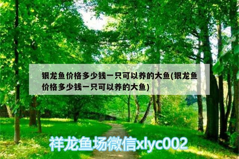 銀龍魚價(jià)格多少錢一只可以養(yǎng)的大魚(銀龍魚價(jià)格多少錢一只可以養(yǎng)的大魚)