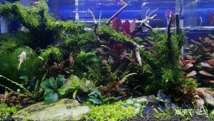 側(cè)濾魚缸改沼澤過濾好嗎：側(cè)濾魚缸改為沼澤過濾需要注意什么？