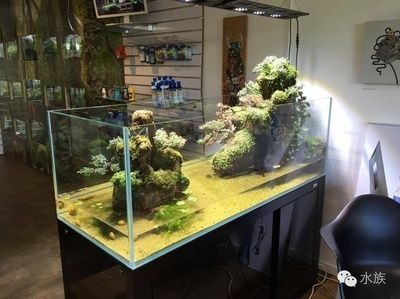 側(cè)濾魚缸改沼澤過濾好嗎：側(cè)濾魚缸改為沼澤過濾需要注意什么？