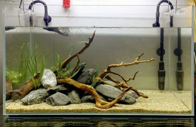 側(cè)濾魚缸改沼澤過濾好嗎：側(cè)濾魚缸改為沼澤過濾需要注意什么？