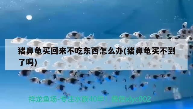 豬鼻龜買回來不吃東西怎么辦(豬鼻龜買不到了嗎)