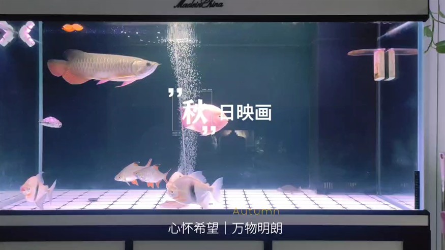 小金龍成長記第 212