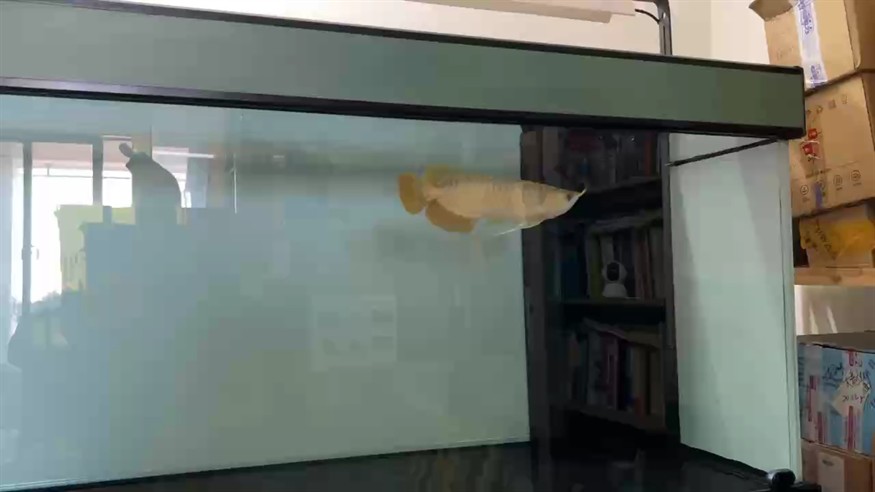 到家后第一次關燈，由現在開始除喂食，以及晚上睇魚的時候開燈，其它時間都不開燈了！