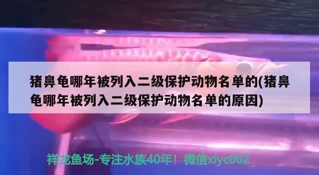 豬鼻龜哪年被列入二級保護動物名單的(豬鼻龜哪年被列入二級保護動物名單的原因)