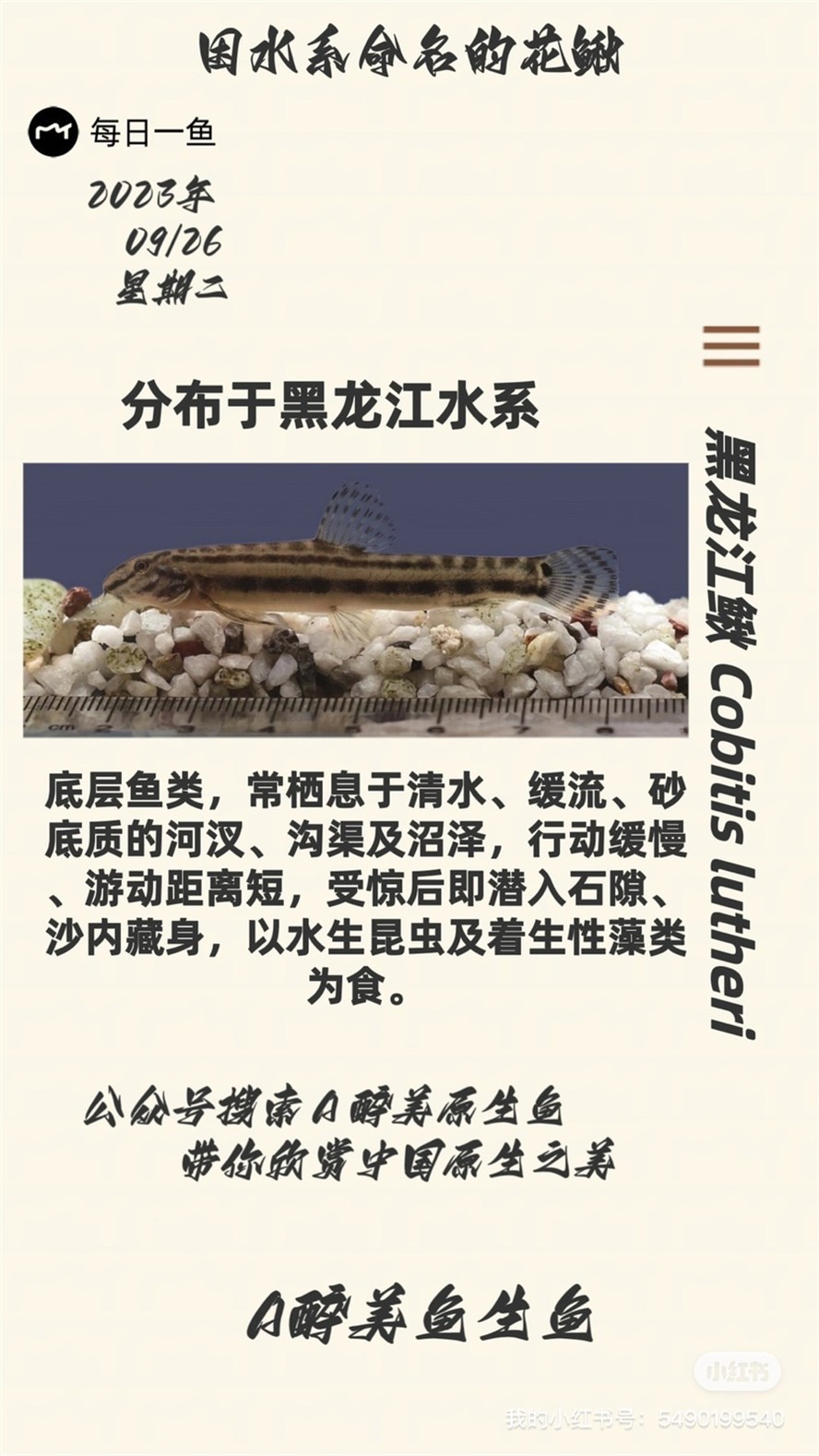 黑龍江鰍