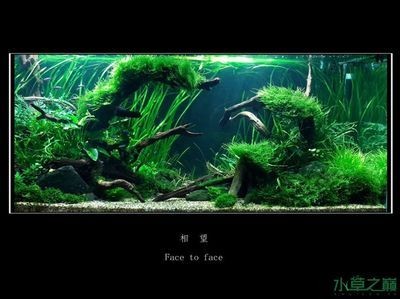 大魚缸底部裂了怎么修補：云南法老王分享魚缸破裂修復(fù)注意事項魚缸破裂修復(fù)注意事項