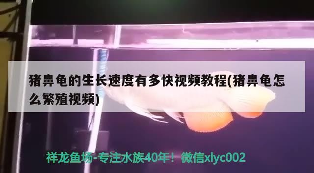 龍魚受傷后還會再受傷嗎，龍魚受傷后是否會再次受傷