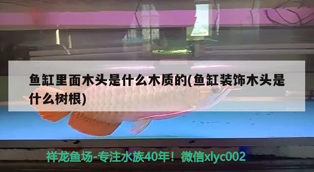 魚(yú)缸里面木頭是什么木質(zhì)的(魚(yú)缸裝飾木頭是什么樹(shù)根)