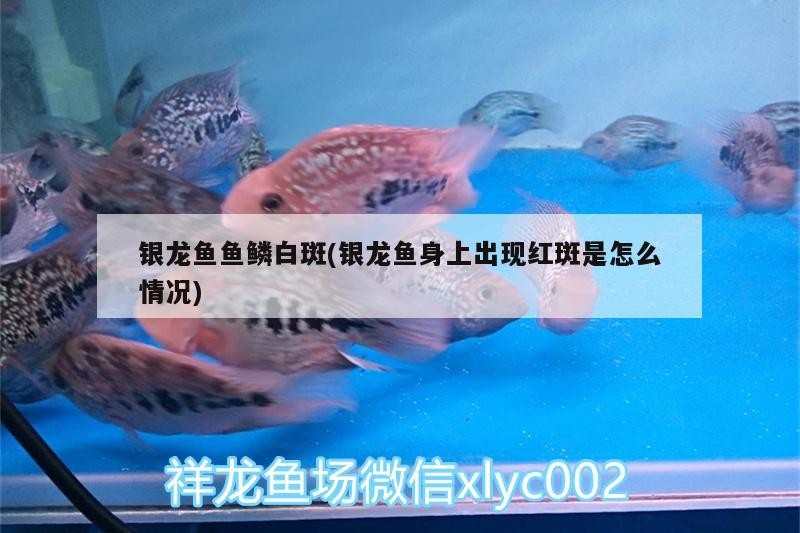 銀龍魚魚鱗白斑(銀龍魚身上出現紅斑是怎么情況)