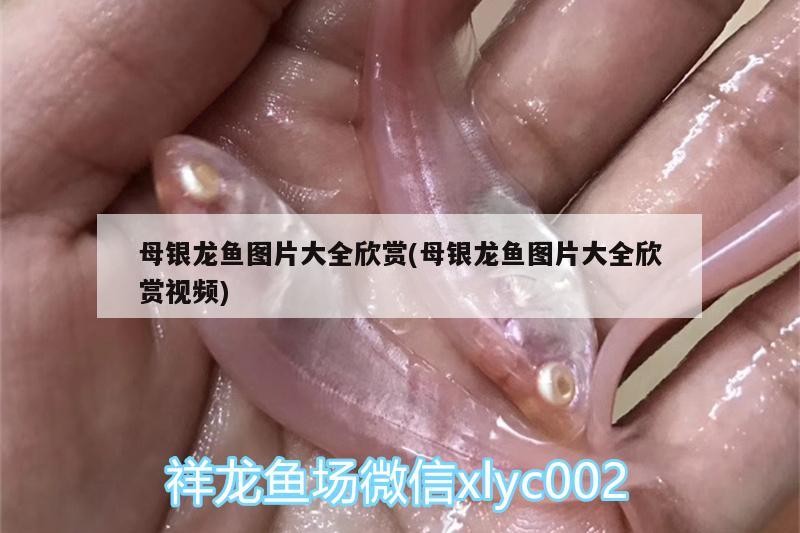 母銀龍魚(yú)圖片大全欣賞(母銀龍魚(yú)圖片大全欣賞視頻)