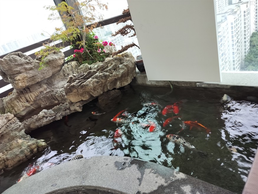 這錦鯉養(yǎng)的也不錯