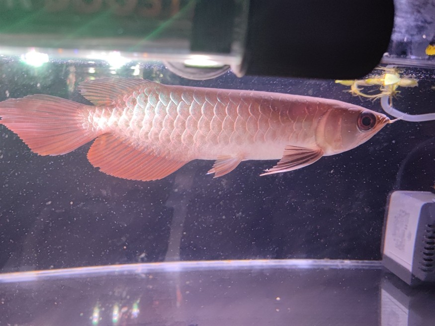 藍底古典金龍魚21cm評價一下