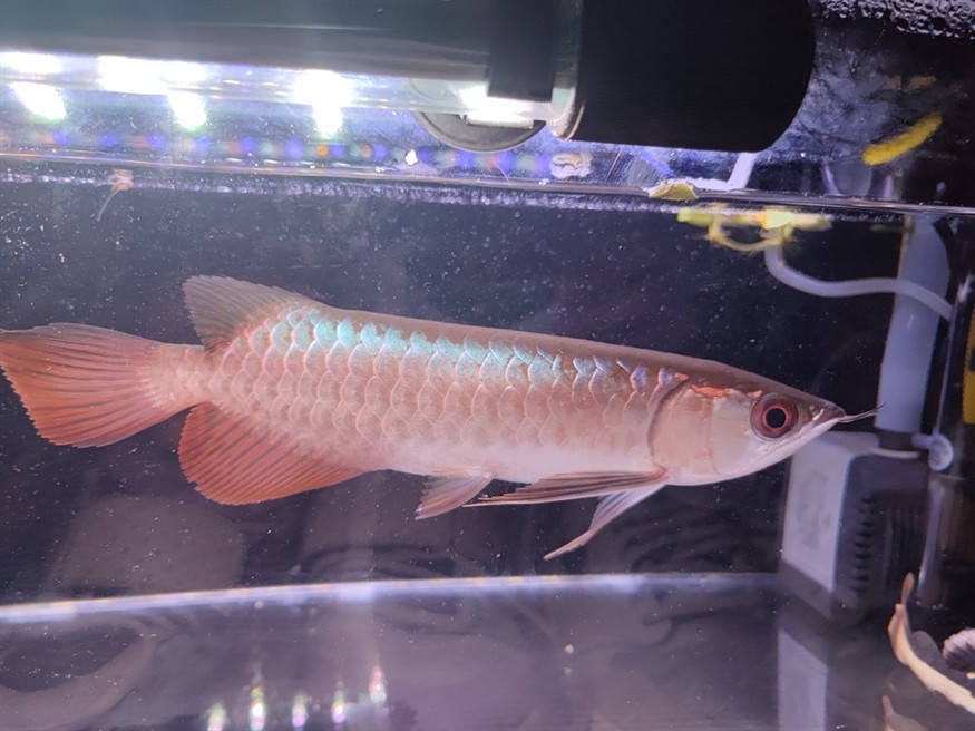 藍底古典金龍魚21cm評價一下