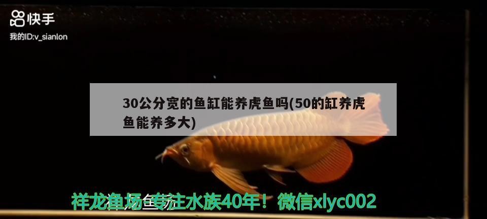 30公分寬的魚缸能養虎魚嗎(50的缸養虎魚能養多大)