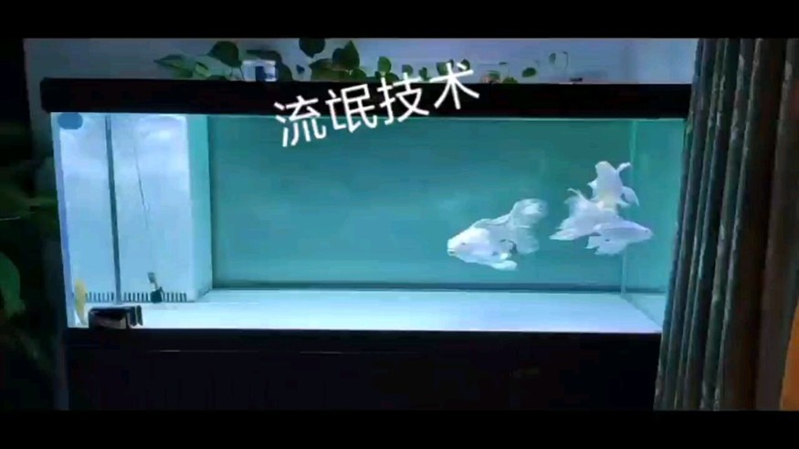 沒(méi)什么藻是一條清道夫解決不了的