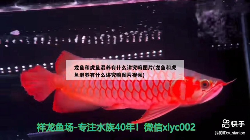 龍魚(yú)和虎魚(yú)混養(yǎng)有什么講究嘛圖片(龍魚(yú)和虎魚(yú)混養(yǎng)有什么講究嘛圖片視頻)