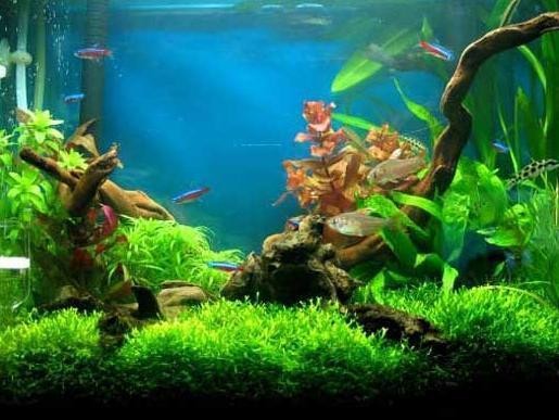 招財貓魚一直浮在上面怎么回事(招財貓魚飄在上面)