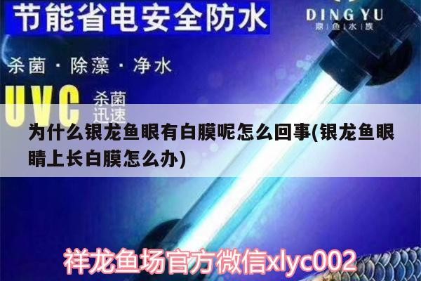 為什么銀龍魚眼有白膜呢怎么回事(銀龍魚眼睛上長白膜怎么辦)