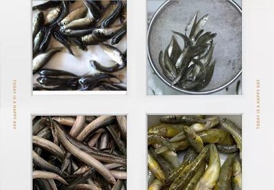 龍魚吃鯉魚肉好不好呀