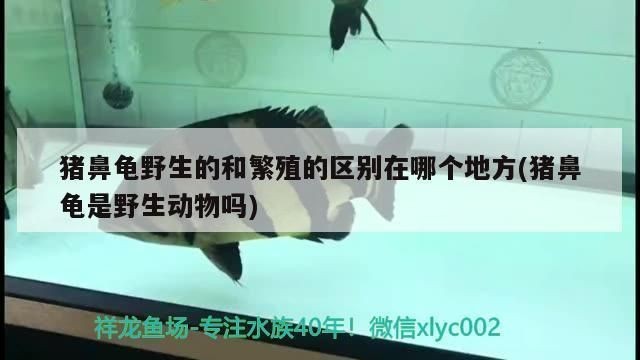 豬鼻龜人工繁殖和野生的區別在哪：豬鼻龜人工繁殖和野生的區別