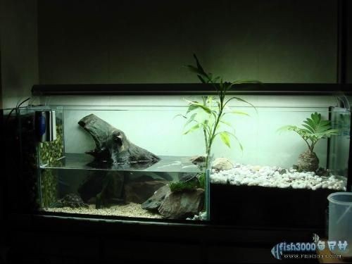 便宜的魚缸造景多少錢一平方：魚缸造景價格多少錢？