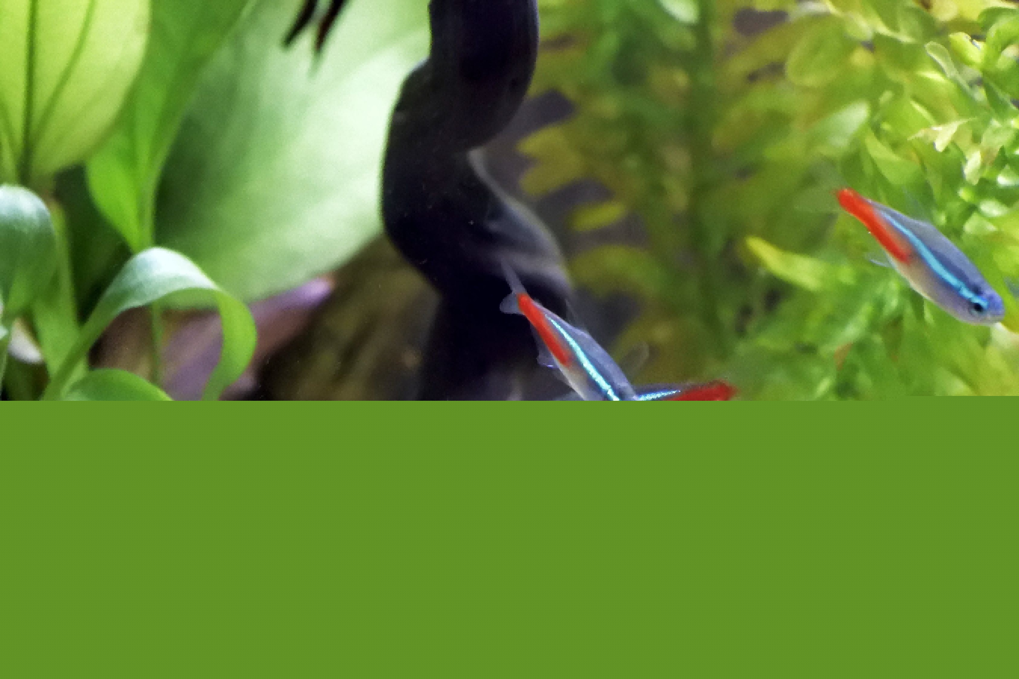 銀龍魚不吃食物怎么回事呀 銀龍魚不吃食物怎么回事呀視頻