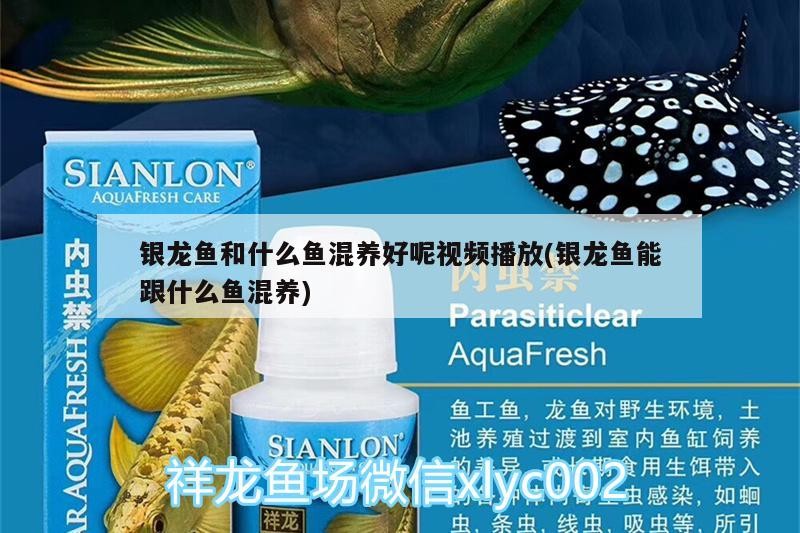 銀龍魚和什么魚混養好呢視頻播放(銀龍魚能跟什么魚混養)