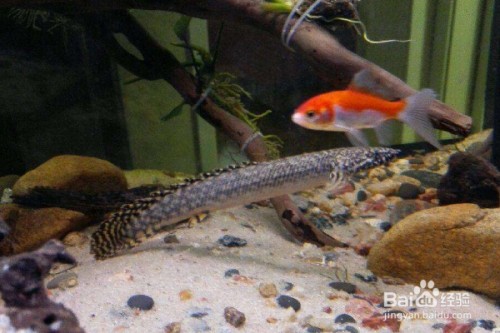 龍井市海洋水族館（龍井市海洋水族館電話）