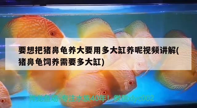要想把豬鼻龜養大要用多大缸養呢視頻講解(豬鼻龜飼養需要多大缸)