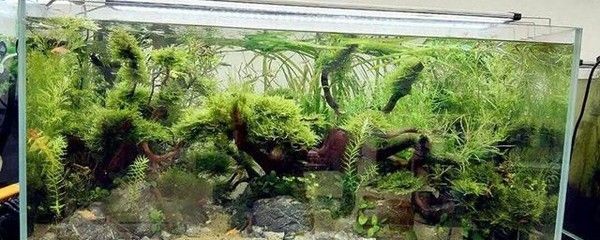 玻璃魚缸里種什么植物：適合種植在玻璃魚缸中的植物