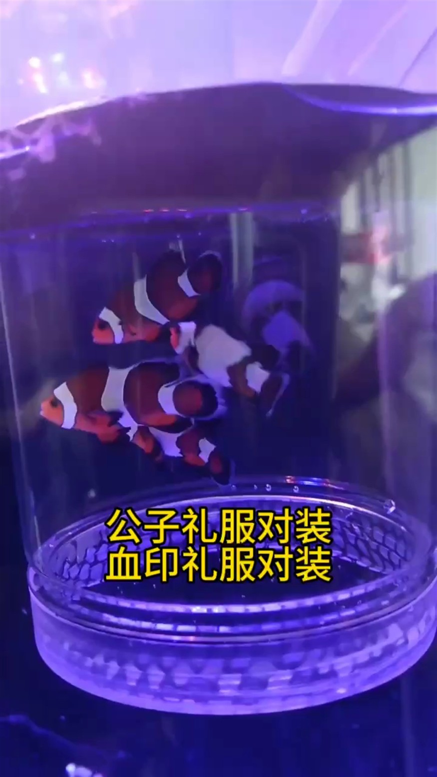 公子禮服