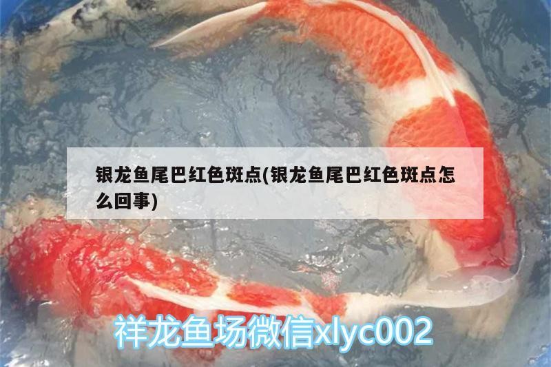 銀龍魚尾巴紅色斑點(diǎn)(銀龍魚尾巴紅色斑點(diǎn)怎么回事)