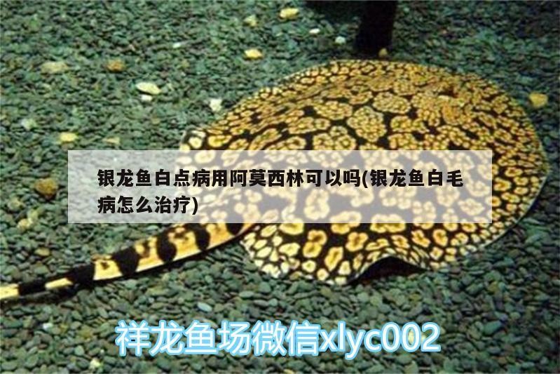 銀龍魚白點病用阿莫<strong><mark>西林</mark></strong>可以嗎(銀龍魚白毛病怎么治療)