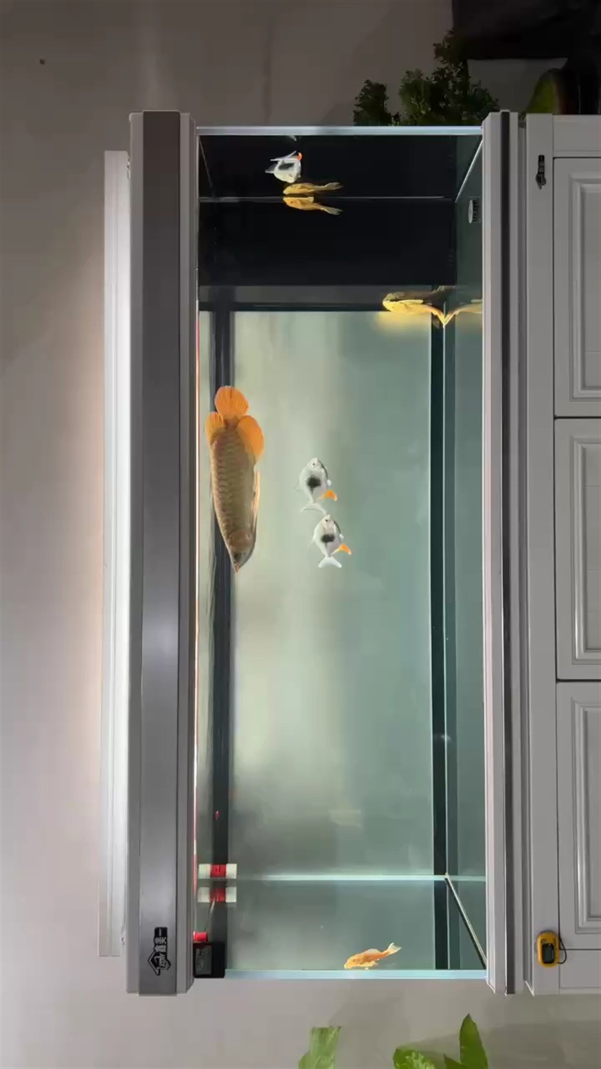 到家即將滿1個月