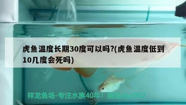 虎魚溫度長期30度可以嗎?(虎魚溫度低到10幾度會死嗎) 虎魚溫度長期30度可以嗎?(虎魚溫度低到10幾度會死嗎) 虎魚百科