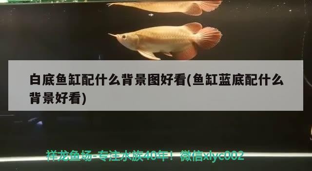 森森過濾器怎么拆開清洗（森森過濾器怎么拆開清洗視頻）