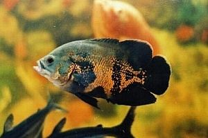 紅龍魚風水學：紅龍魚在風水中的應用