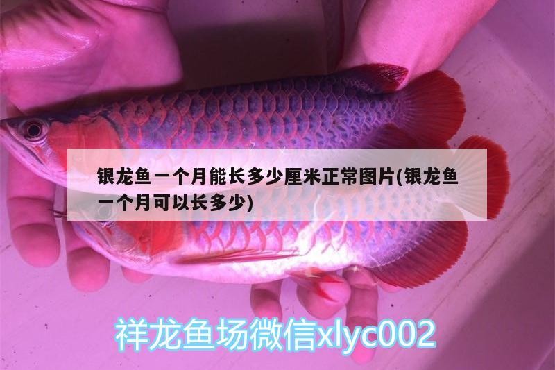 銀龍魚一個月能長多少厘米正常圖片(銀龍魚一個月可以長多少)