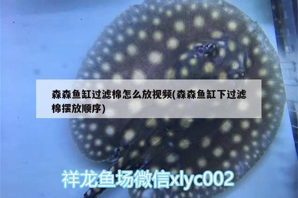 淮南哪里有賣魚缸的實體店鋪啊多少錢（淮南魚缸批發市場在哪里）
