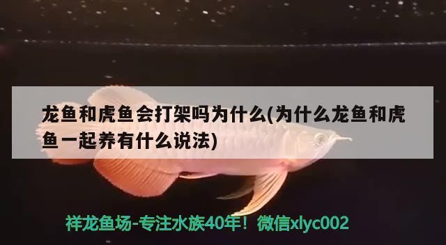 龍魚和虎魚會打架嗎為什么(為什么龍魚和虎魚一起養有什么說法)