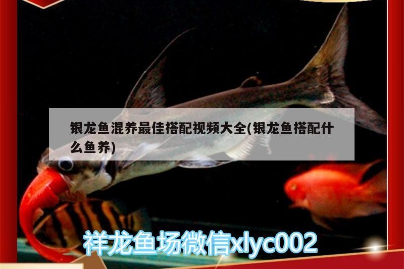 銀龍魚混養(yǎng)最佳搭配視頻大全(銀龍魚搭配什么魚養(yǎng))